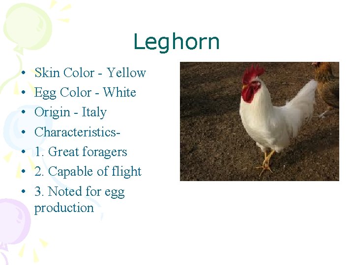 Leghorn • • Skin Color - Yellow Egg Color - White Origin - Italy
