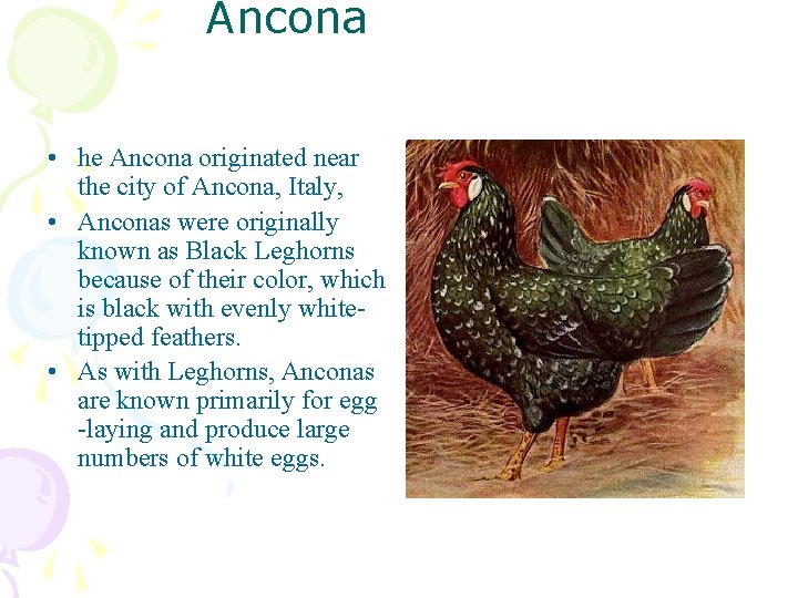Ancona • he Ancona originated near the city of Ancona, Italy, • Anconas were