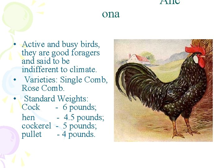  Anc ona • Active and busy birds, they are good foragers and said