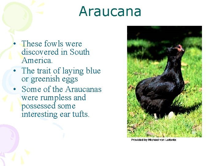 Araucana • These fowls were discovered in South America. • The trait of laying