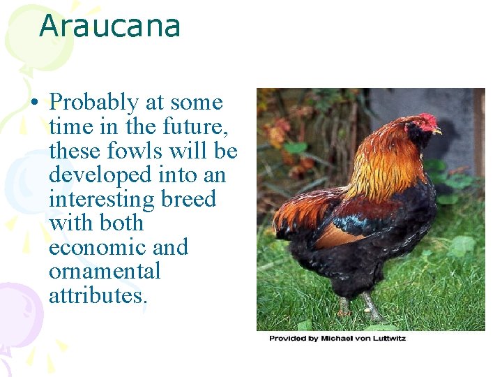 Araucana • Probably at some time in the future, these fowls will be developed