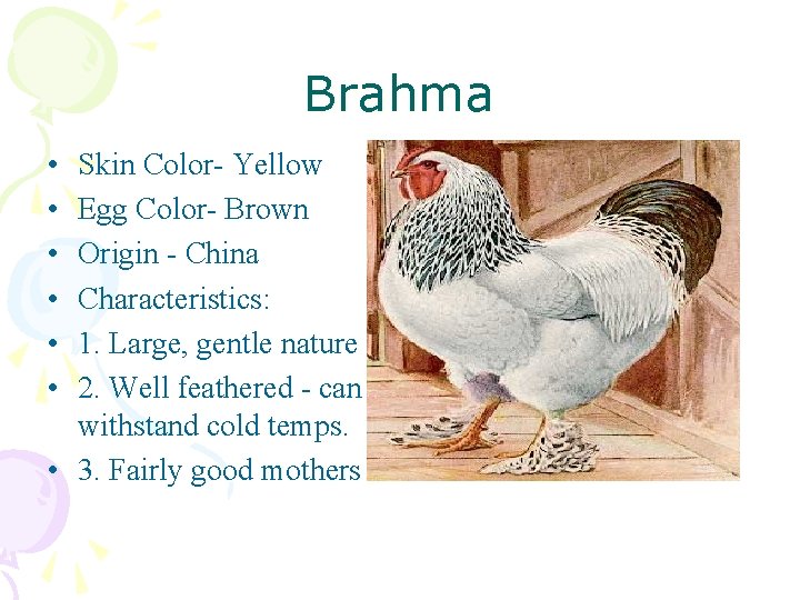 Brahma • • • Skin Color- Yellow Egg Color- Brown Origin - China Characteristics: