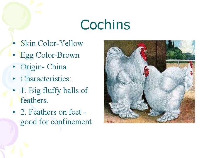 Cochins • • • Skin Color-Yellow Egg Color-Brown Origin- China Characteristics: 1. Big fluffy