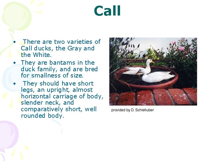 Call • There are two varieties of Call ducks, the Gray and the White.