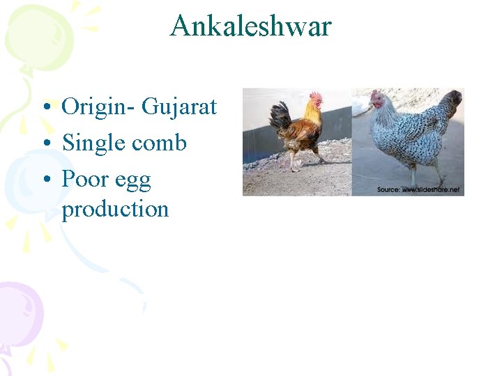 Ankaleshwar • Origin- Gujarat • Single comb • Poor egg production 