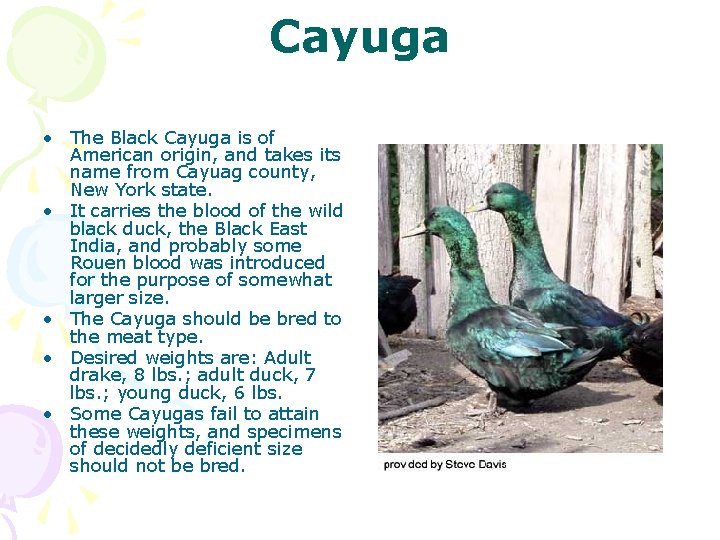 Cayuga • The Black Cayuga is of American origin, and takes its name from
