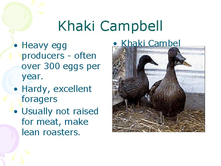 Khaki Campbell • Heavy egg producers - often over 300 eggs per year. •