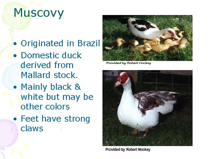 Muscovy • Originated in Brazil • Domestic duck derived from Mallard stock. • Mainly