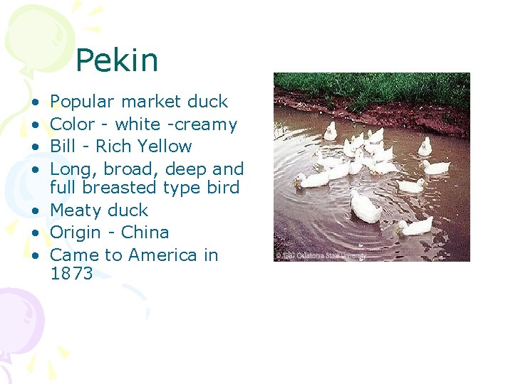 Pekin • • Popular market duck Color - white -creamy Bill - Rich Yellow