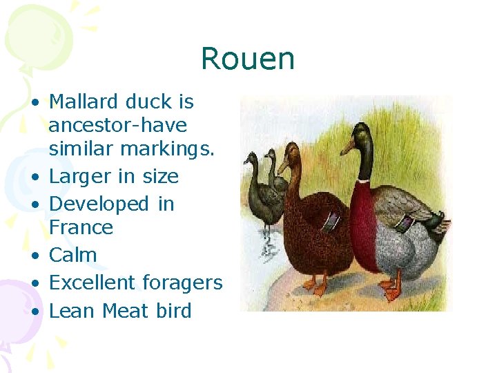 Rouen • Mallard duck is ancestor-have similar markings. • Larger in size • Developed
