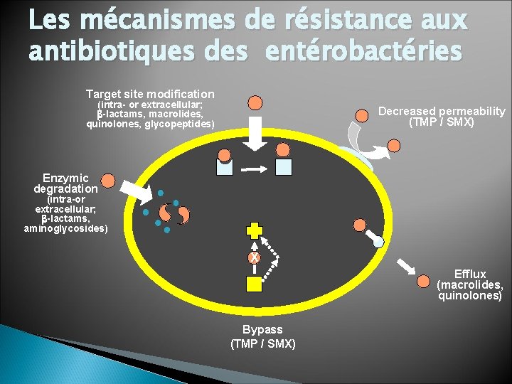 Les mécanismes de résistance aux antibiotiques des entérobactéries Target site modification (intra- or extracellular;