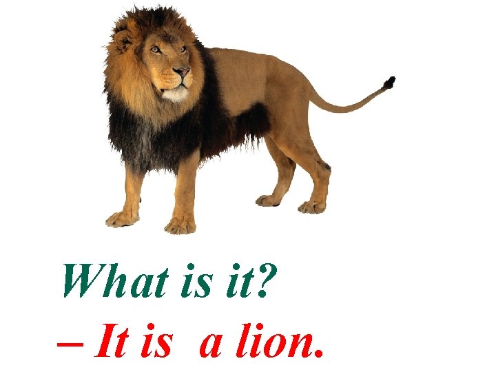 What is it? – It is a lion. 