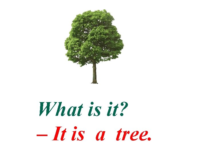 What is it? – It is a tree. 