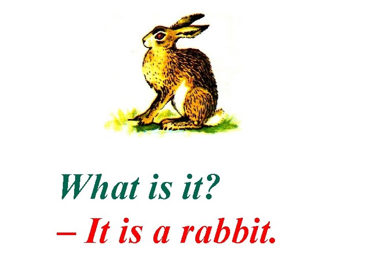 What is it? – It is a rabbit. 