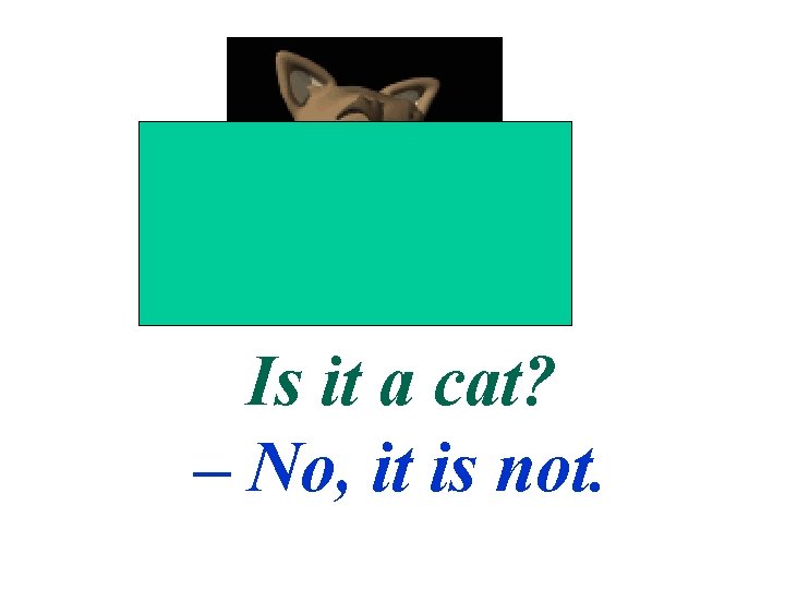 Is it a cat? – No, it is not. 