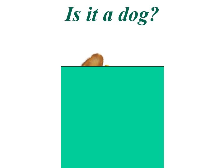 Is it a dog? 