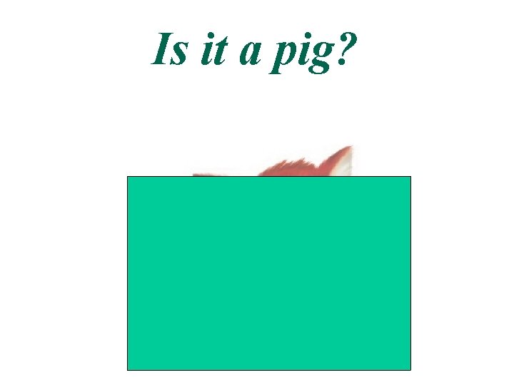 Is it a pig? 