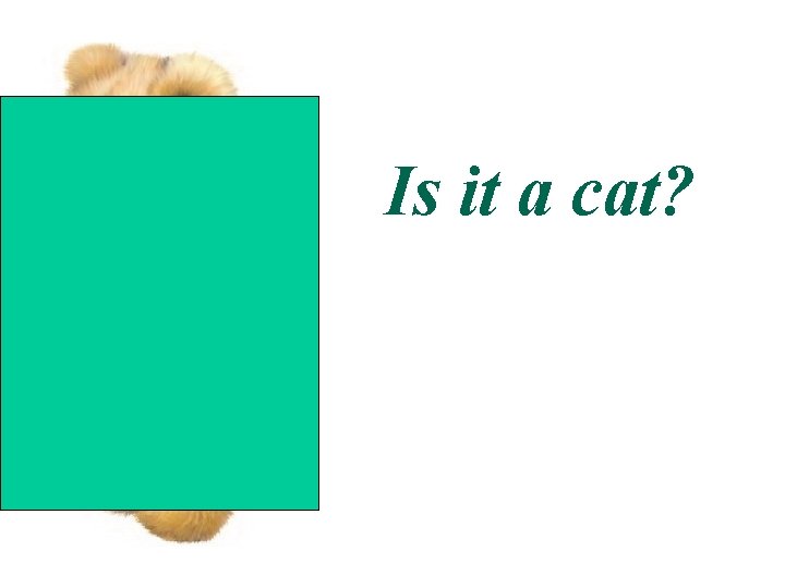 Is it a cat? 