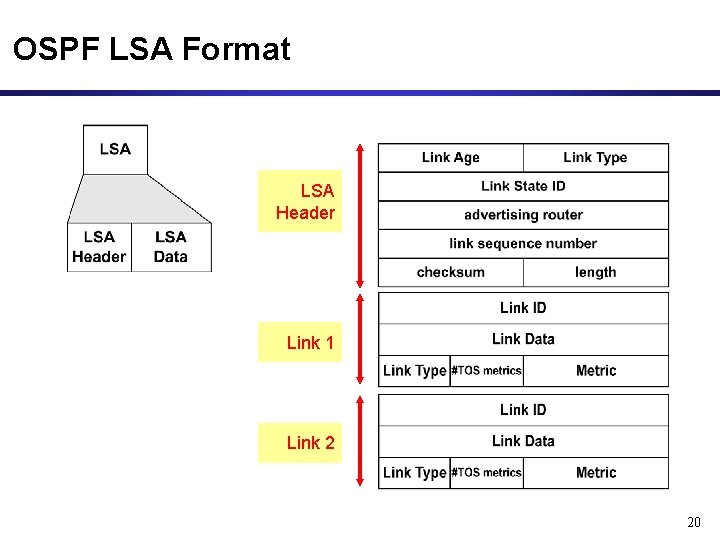 OSPF LSA Format LSA Header Link 1 Link 2 20 OSPF LSA Format LSA Header Link 1 Link 2 20