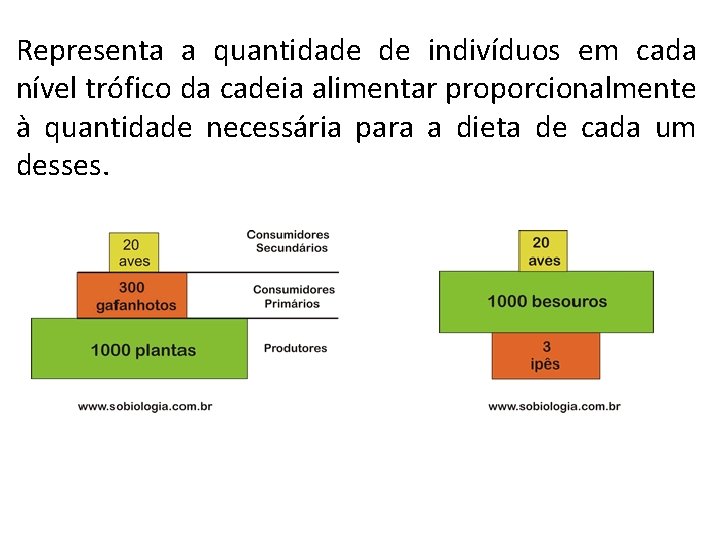 Representa a quantidade de indivíduos em cada nível trófico da cadeia alimentar proporcionalmente à