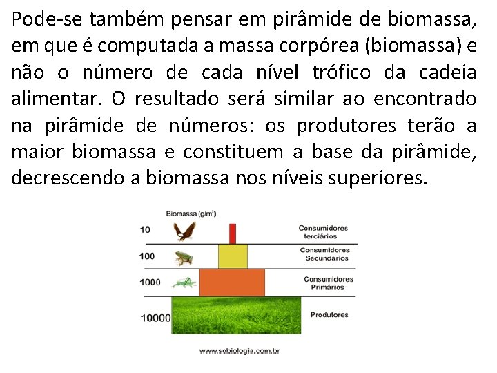 Pode-se também pensar em pirâmide de biomassa, em que é computada a massa corpórea