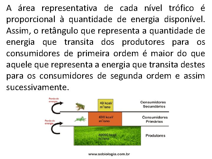 A área representativa de cada nível trófico é proporcional à quantidade de energia disponível.