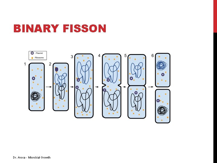 BINARY FISSON Dr. Arora - Microbial Growth BINARY FISSON Dr. Arora - Microbial Growth