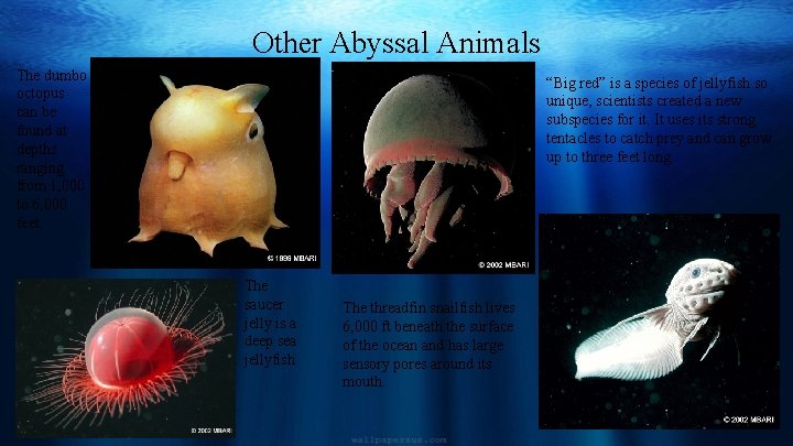 Other Abyssal Animals The dumbo octopus can be found at depths ranging from 1,