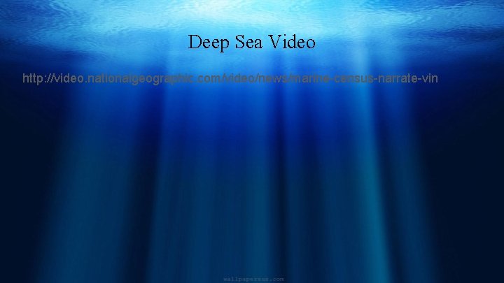 Deep Sea Video http: //video. nationalgeographic. com/video/news/marine-census-narrate-vin 