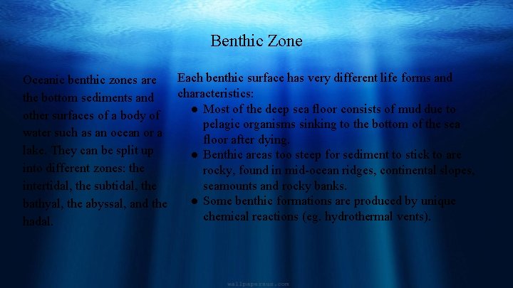 Benthic Zone Each benthic surface has very different life forms and Oceanic benthic zones