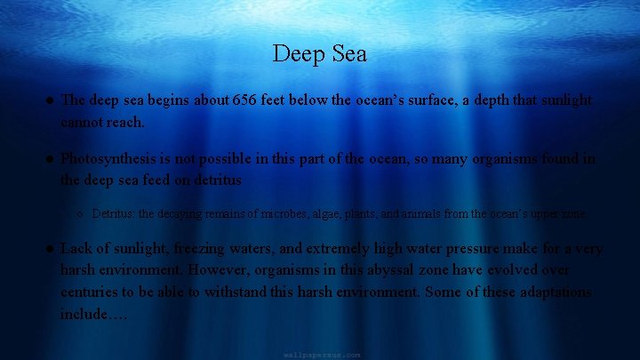 Deep Sea ● The deep sea begins about 656 feet below the ocean’s surface,
