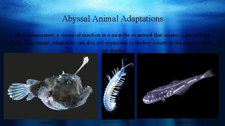 Abyssal Animal Adaptations Bioluminescence: a chemical reaction in a microbe or animal that creates