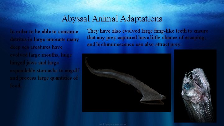 Abyssal Animal Adaptations In order to be able to consume detritus in large amounts