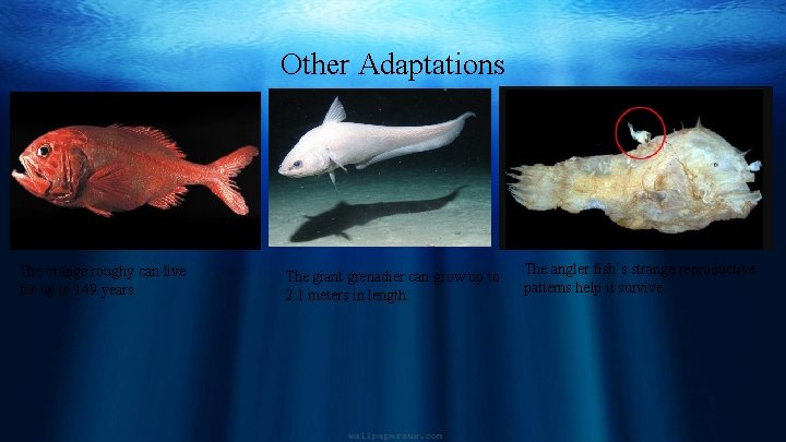Other Adaptations The orange roughy can live for up to 149 years. The giant