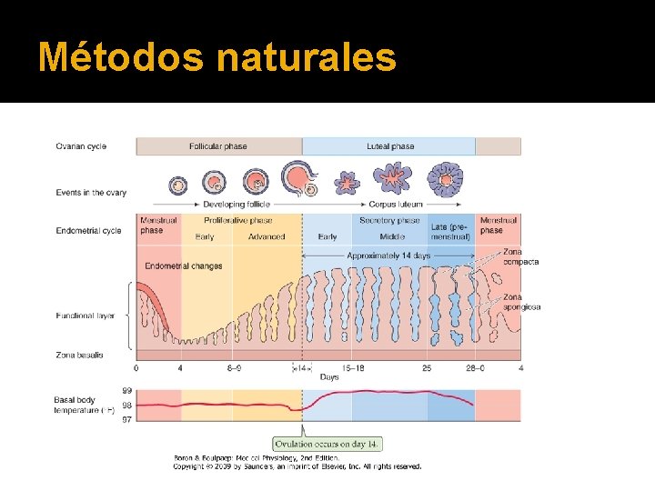 Métodos naturales 