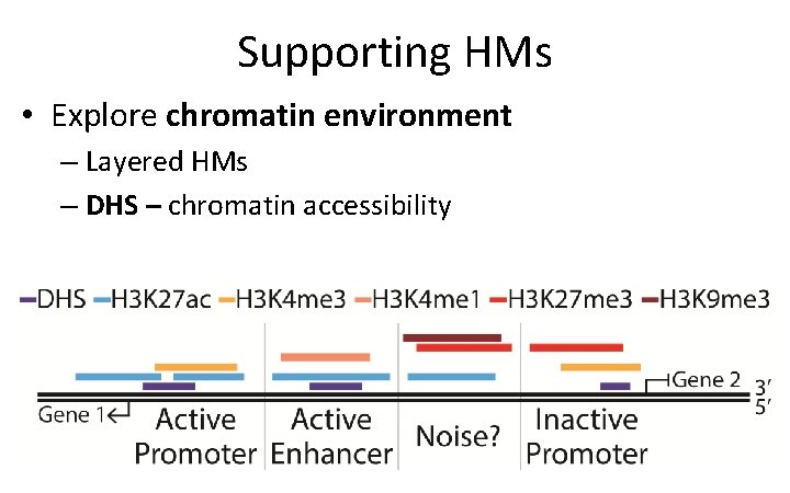 Supporting HMs • Explore chromatin environment – Layered HMs – DHS – chromatin accessibility