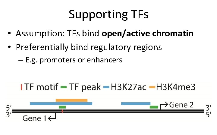 Supporting TFs • Assumption: TFs bind open/active chromatin • Preferentially bind regulatory regions –