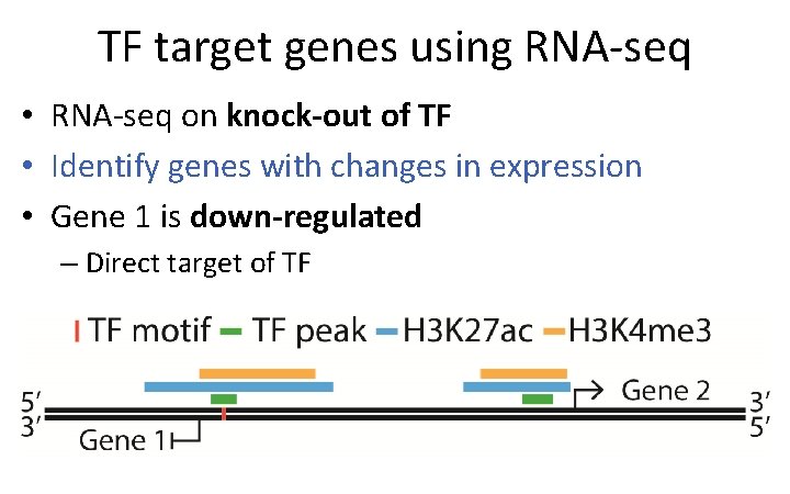 TF target genes using RNA-seq • RNA-seq on knock-out of TF • Identify genes