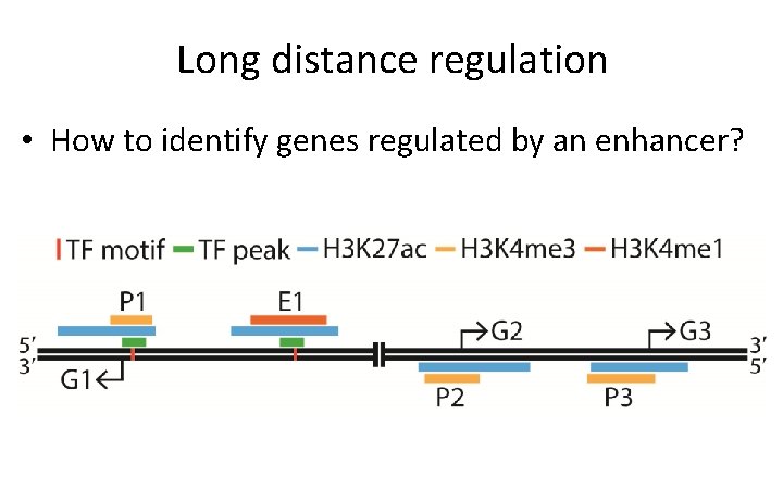 Long distance regulation • How to identify genes regulated by an enhancer? 