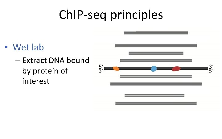 Ch. IP-seq principles • Wet lab – Extract DNA bound by protein of interest