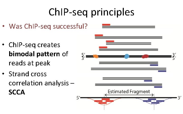 Ch. IP-seq principles • Was Ch. IP-seq successful? • Ch. IP-seq creates bimodal pattern