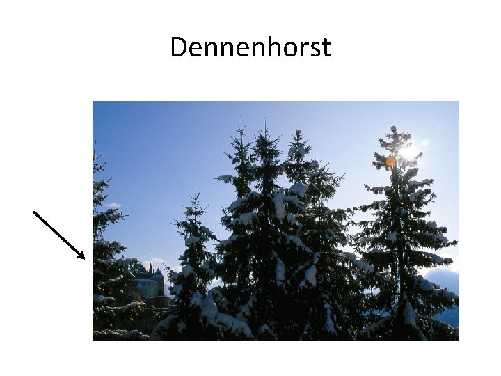 Dennenhorst 