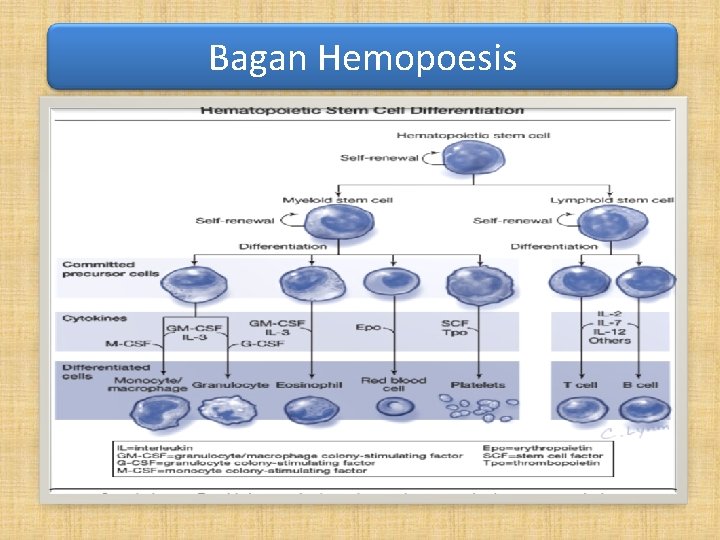 Bagan Hemopoesis 