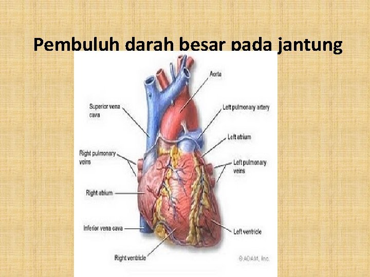 Pembuluh darah besar pada jantung 