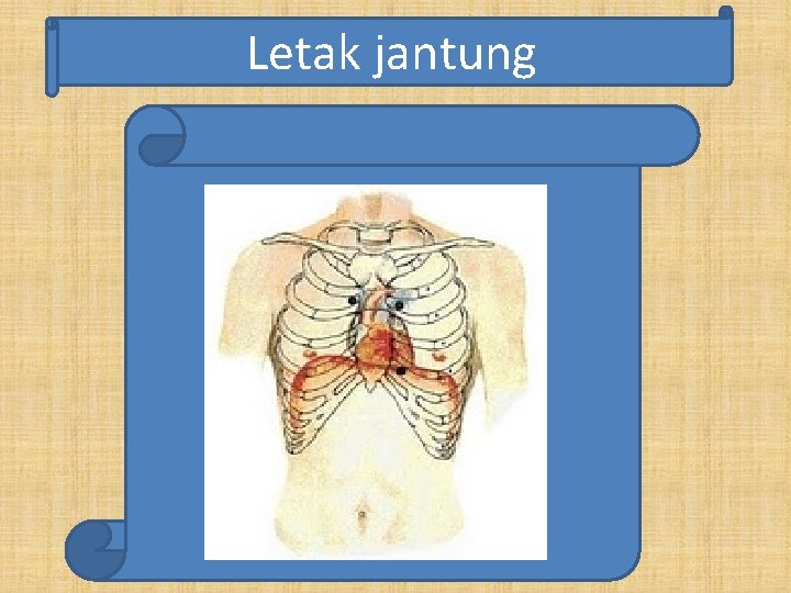 Letak jantung 