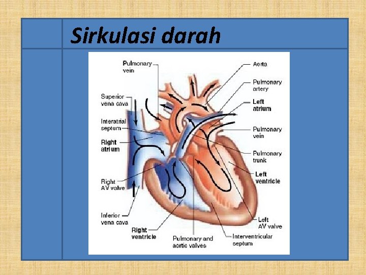 Sirkulasi darah 