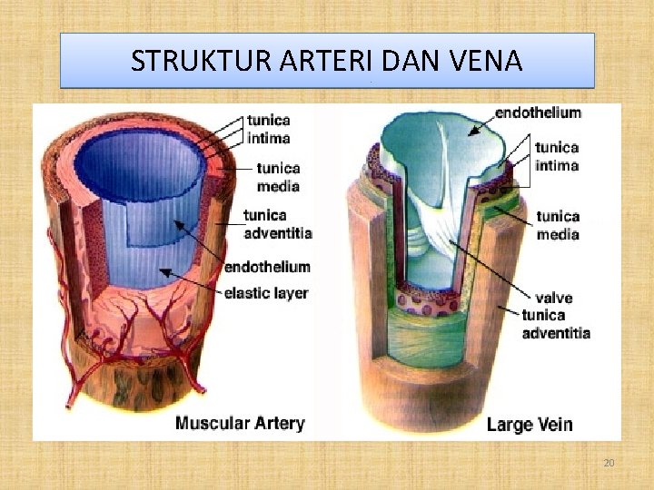 STRUKTUR ARTERI DAN VENA 20 