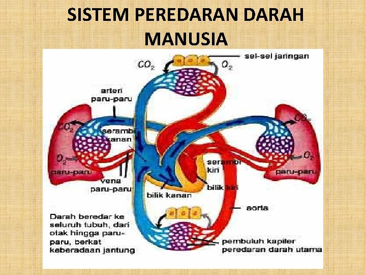 SISTEM PEREDARAN DARAH MANUSIA 
