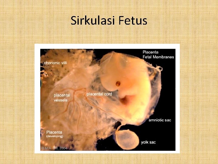 Sirkulasi Fetus 