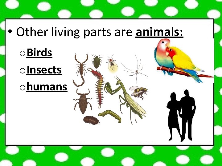  • Other living parts are animals: o. Birds o. Insects ohumans 